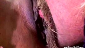 exotic swinger wife banged hard by stranger again 😜