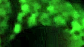 Persian arab woman rides in iranian style