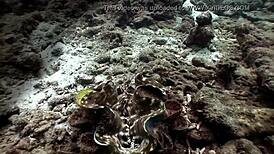Crocodile attacks bikini clad islander girl