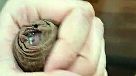 Twink Strokes Exotic Cock!