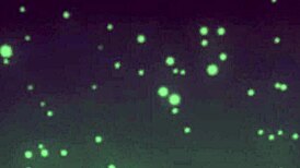 Petite Anime Teen Fingered