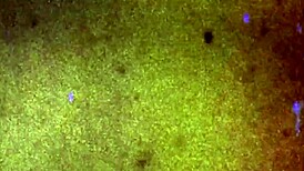 does asiantgirl susie make you cum with her big tits masturbation?