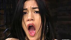 Curvy beauty gets machine drilled from behind with intense vibrator action