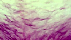 sucking dick in homemade couple fuck