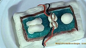 Four stunning women in a small enclosure