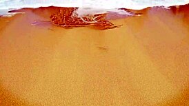 Getting a delicious blowjob from Polly Petrova and Lary Lacerda during a teasing massage 😍