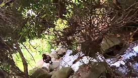 Nina Rivera Sucks Big Black Cock by Riverside