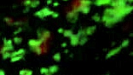 Perla Rides Cock And Moves Her Body In Sexy Ways, Grinding Hard