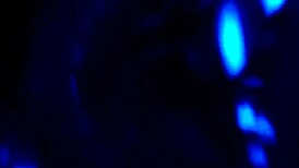 sloppy blowjob on big black cock