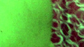 Delicious girlfriend andrea gives ball massage with tongue and swallows.