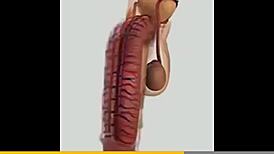 horny twinks home alone craving hard ass fucking