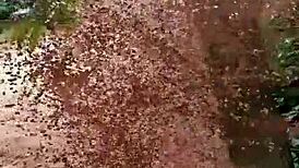 sexy latina shows off her big ass in amateur display