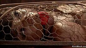 ebony woman bound in back arch bondage zipper for rough fucking