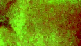 homemade holiday ride with big tits brunette