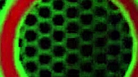 Tasha Reign Caught Drilling Herself by Lesbian