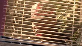 Stepbrother Jon Jon Pounds Pale White Stepsister Jenna Ivory's Big Pussy with Monster Cock