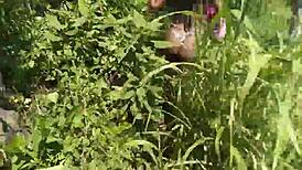 she made me a cuckold, banging guys on the beach with joy cardozo and bruna black. total wild gangbang scene.