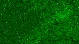 Pee in Jeans Turned into a GOLDEN SHOWER on My Face. What a Wet Mess!