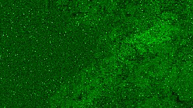 Pee in Jeans Turned into a GOLDEN SHOWER on My Face. What a Wet Mess!