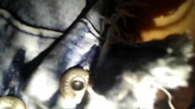 missionary rough fuck and creampie for the cheating wife, then fucked again in clothes.