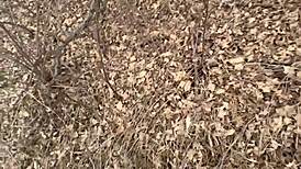 Blonde Amateur Strips Naked For Forest Fuck