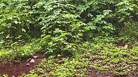 i'm the hot blonde damaging my tight ass with a sex toy while hiding