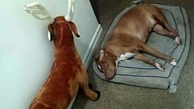 showing off zodiac patience without touching myself in group bent over poses.