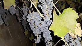 Russian neighbor repays grapes with intense lesbian pussy licking