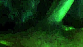 kingdinglong enjoys a big black cock gumjob from a mature white cougar in this interracial encounter