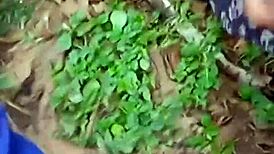 sucking the guide's dick?