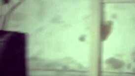 Comendo O Rabo Da Preta No São João