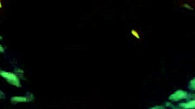 germayne flores de roman, unfaithful married woman from puebla las animas