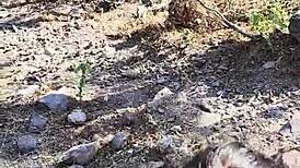 i just had to fuck that trip driver