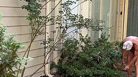 nakedman15 flashes ass in the garden for exhibitionist fun