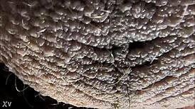 discovering the meaning of ablatisque testiculis balls in latin