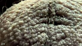 discovering the meaning of ablatisque testiculis balls in latin