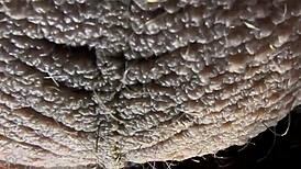 discovering the meaning of ablatisque testiculis balls in latin