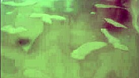 horny milf bride masturbates with dildo in wedding bath