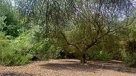 Latina Milf Blows Stepbrother On Mountain