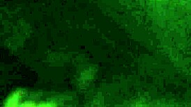 Kajune and Caleb share amateur blowjob session in USA