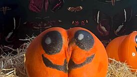 feelin so horny teen pussy stretched by monster cocks double creampie drippin in halloween pumpkin patch