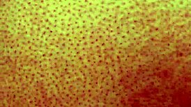 dozier313 pounds ebony bbw's fat ass doggystyle outdoors for deep creampie finish