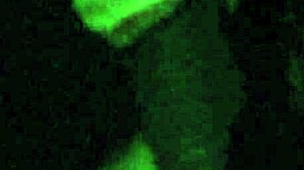 craving that massive black cock sucette deepthroat